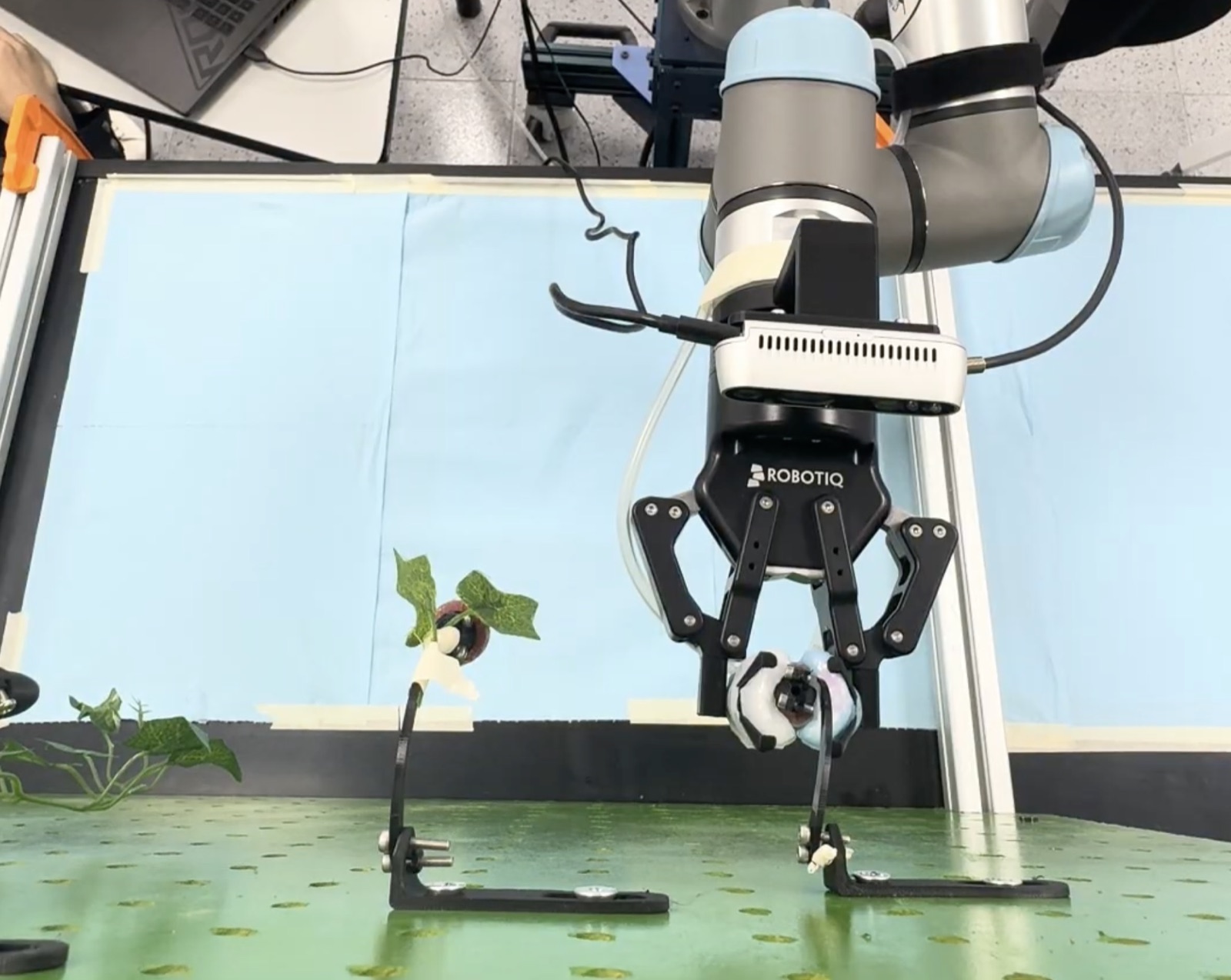 UR5e manipulator with an RGB-D camera and soft gripper positioned over a fruit during a lab harvesting test.